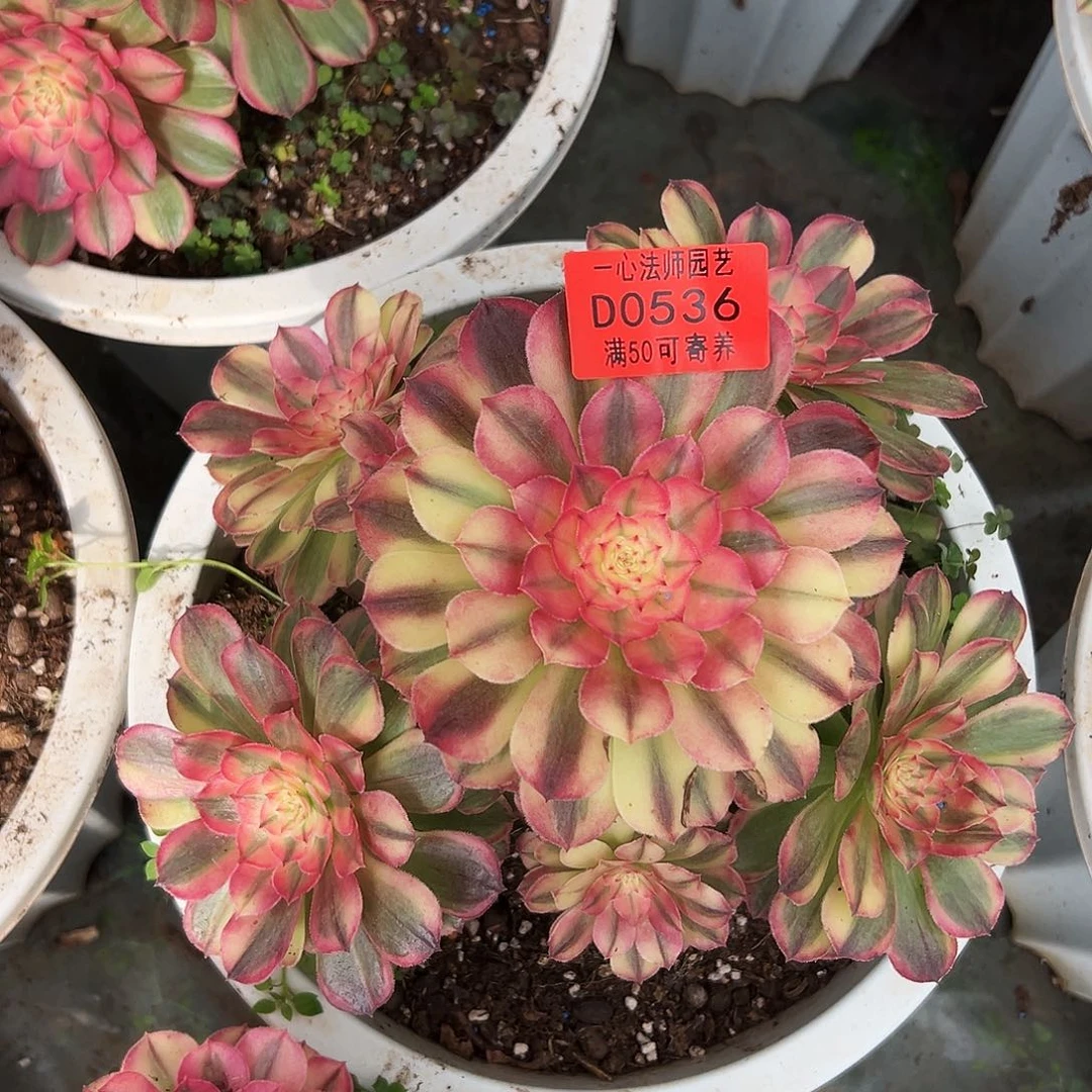 0536多肉植物海神