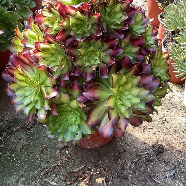 166号韶华多肉植物