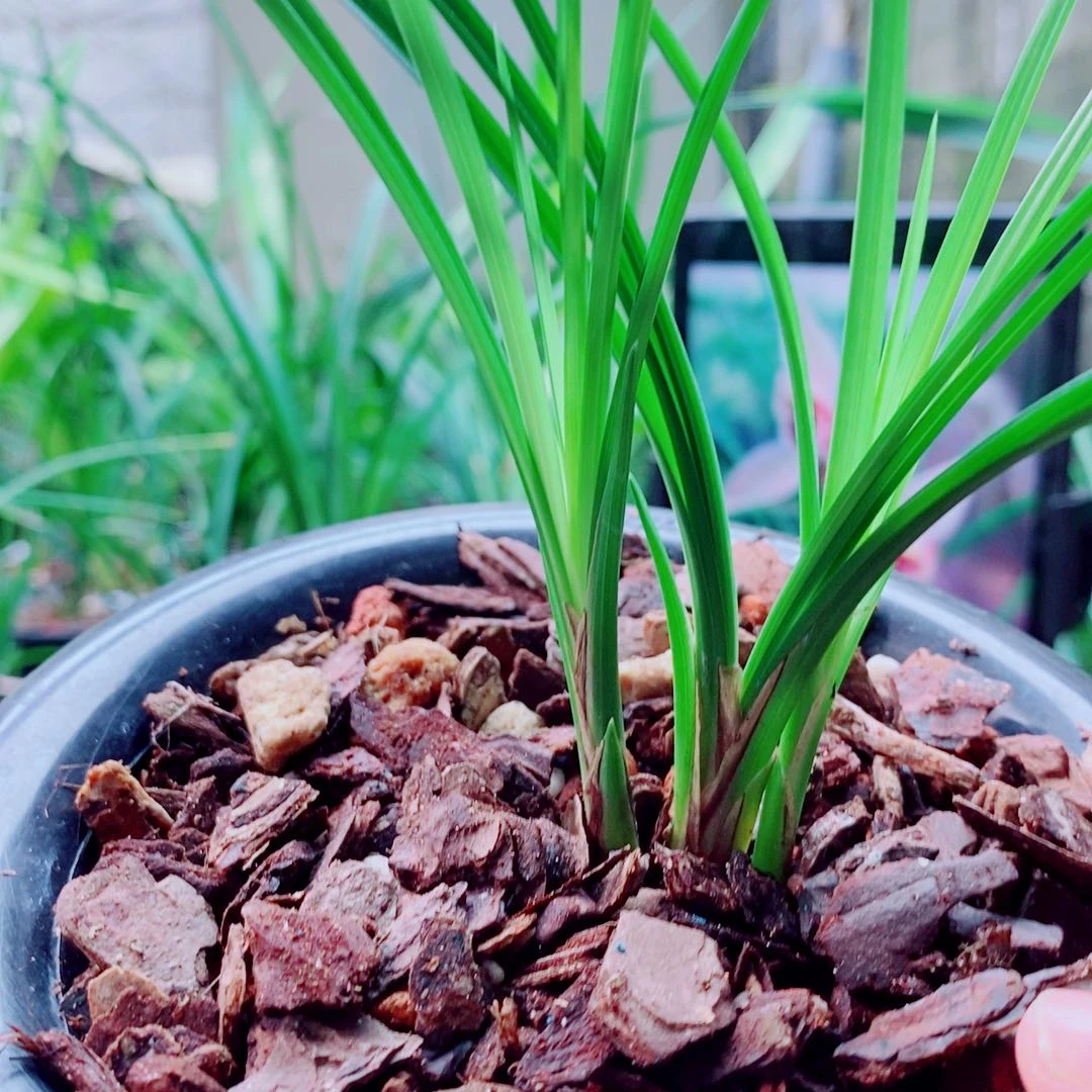 当前无花栽培后可以开花