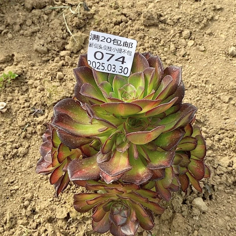 【闪购商品】蓝**情3.30-74海王七彩多肉植物