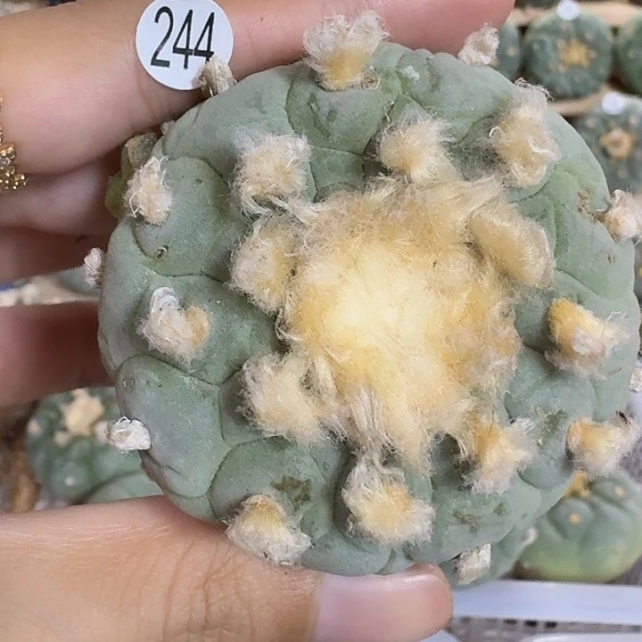 224福利长毛老家风园艺观赏植物