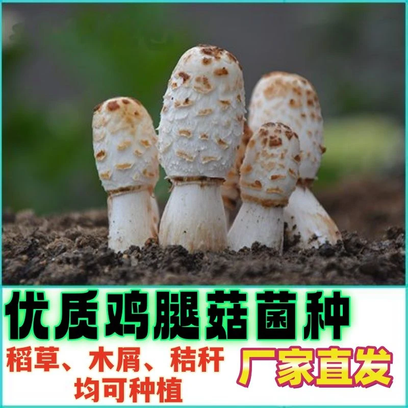 鸡腿菇菌包菌种出菇菌土培蘑菇种子食用菌种菇种 家庭蘑菇种植包