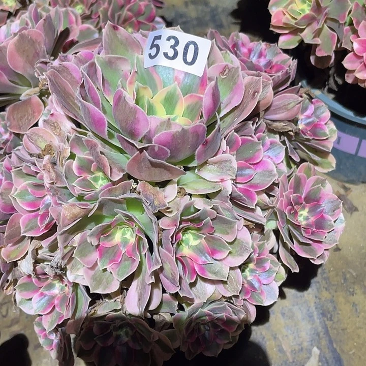 多肉植物断枝不包530分女郎