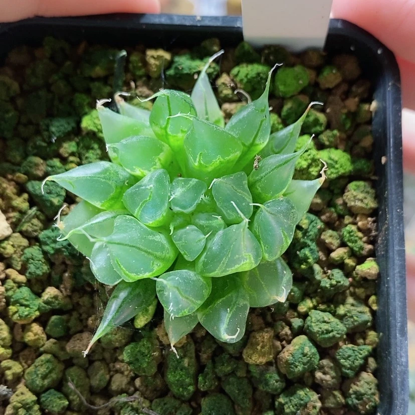 【闪购商品】1原始针管玉露