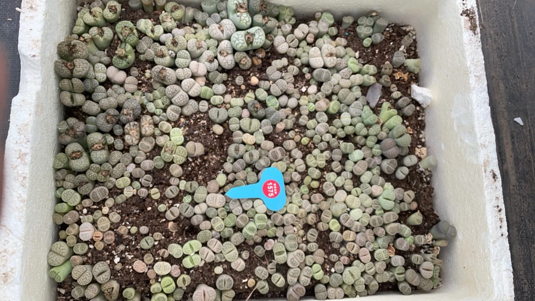 生石花一框非常好看1575