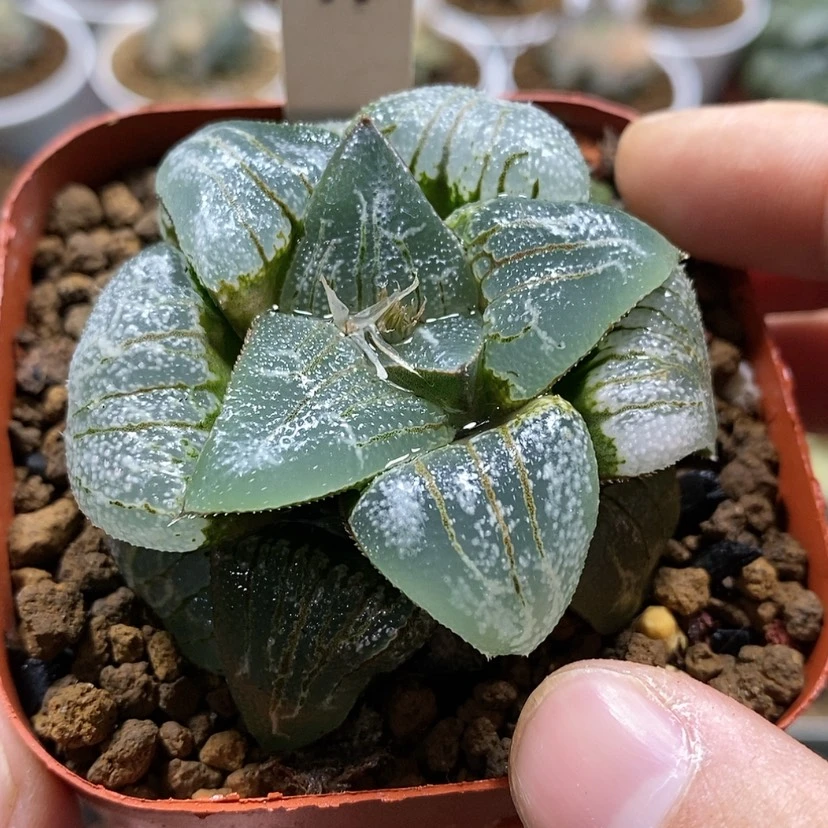 【闪购商品】41云遮月