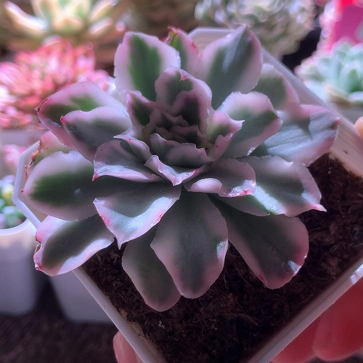 紫蝴蝶覆轮锦有根