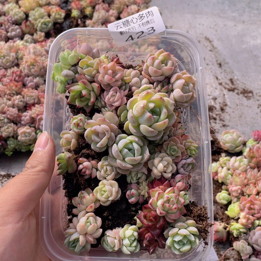 云糖心多肉植物423