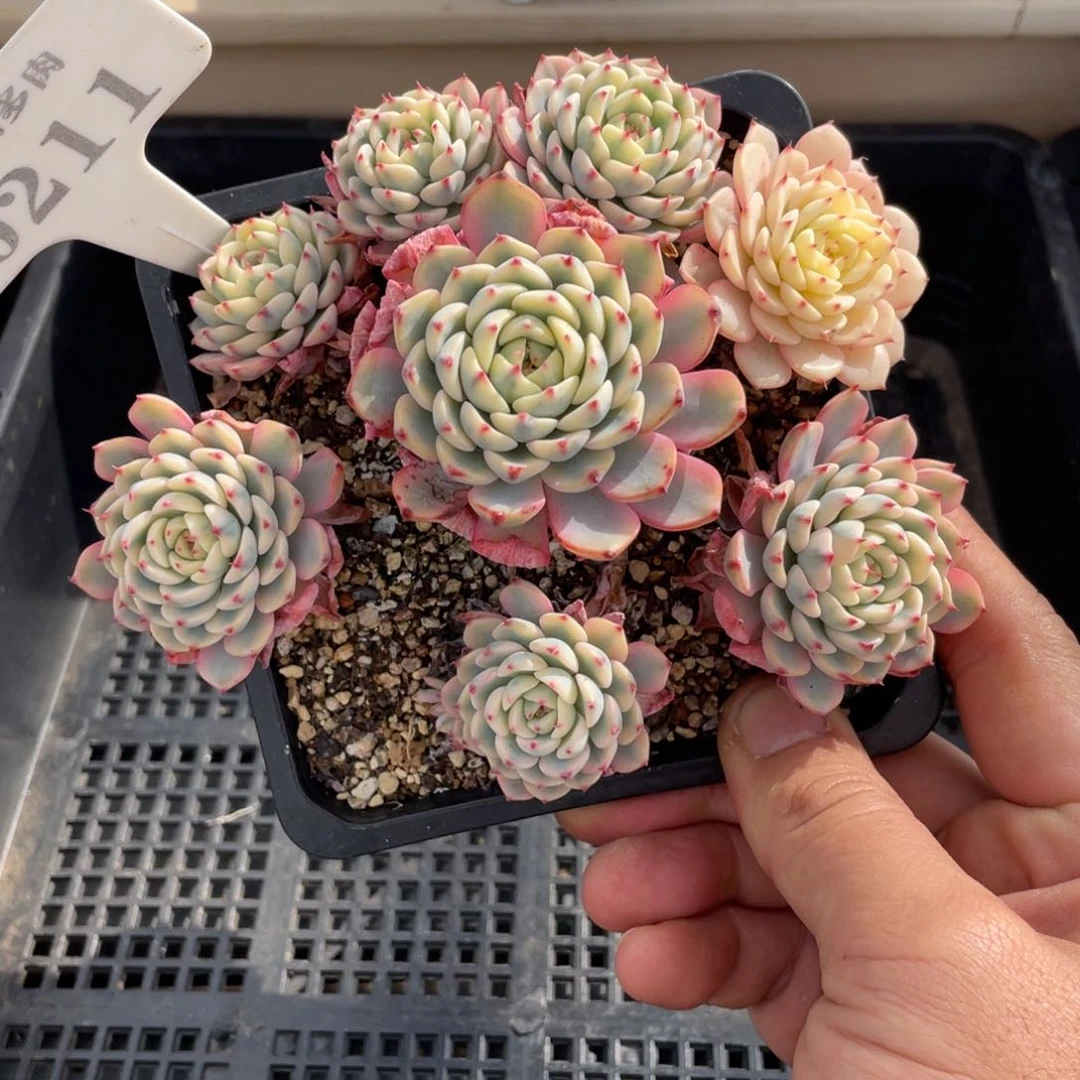 0211姬莲锦不带盆13厘米