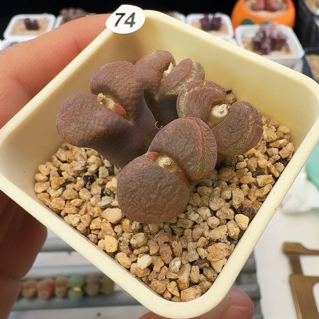 多肉植物福利风铃74