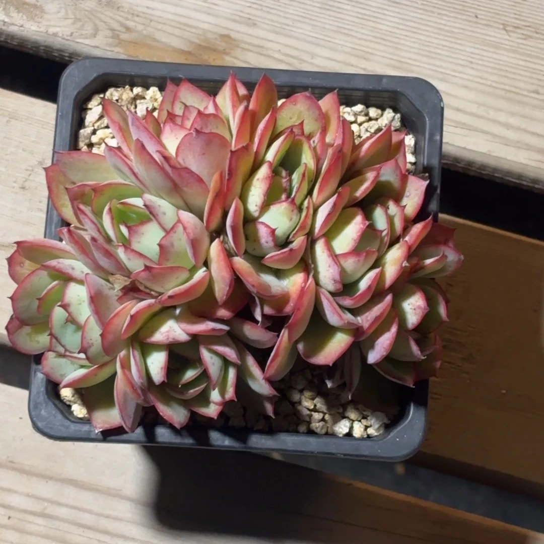 无花朵牡丹亭无砍自然群