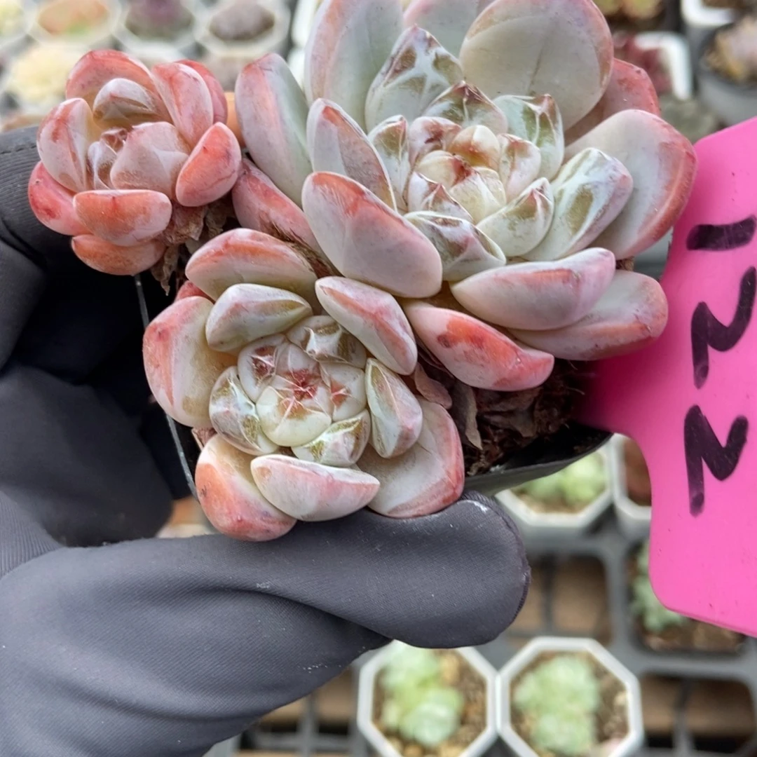 122换梦多肉植物多肉