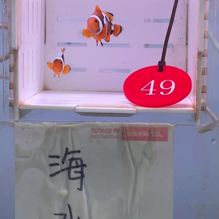 热带海域公2-5毕加索2条3.一4