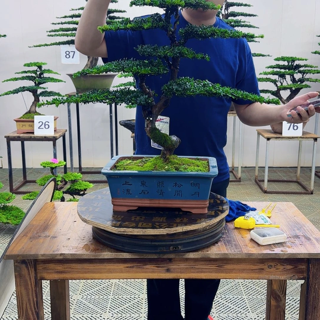 无花朵珍珠罗汉松造型盆景