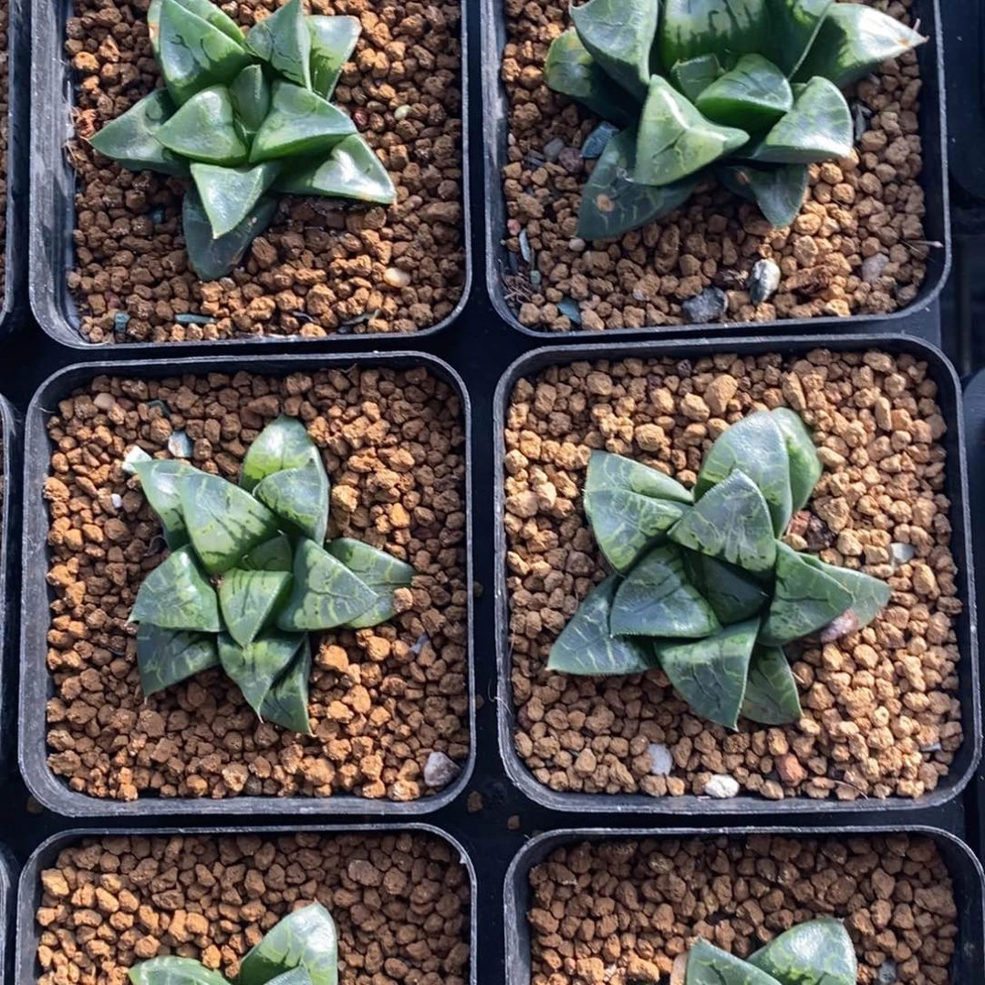 一颗实生假面 高货