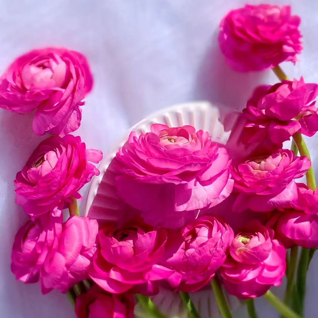 10枝玫红色洋牡丹（带包装醒花）【两单顺丰冷链或京东空运】 鲜切花