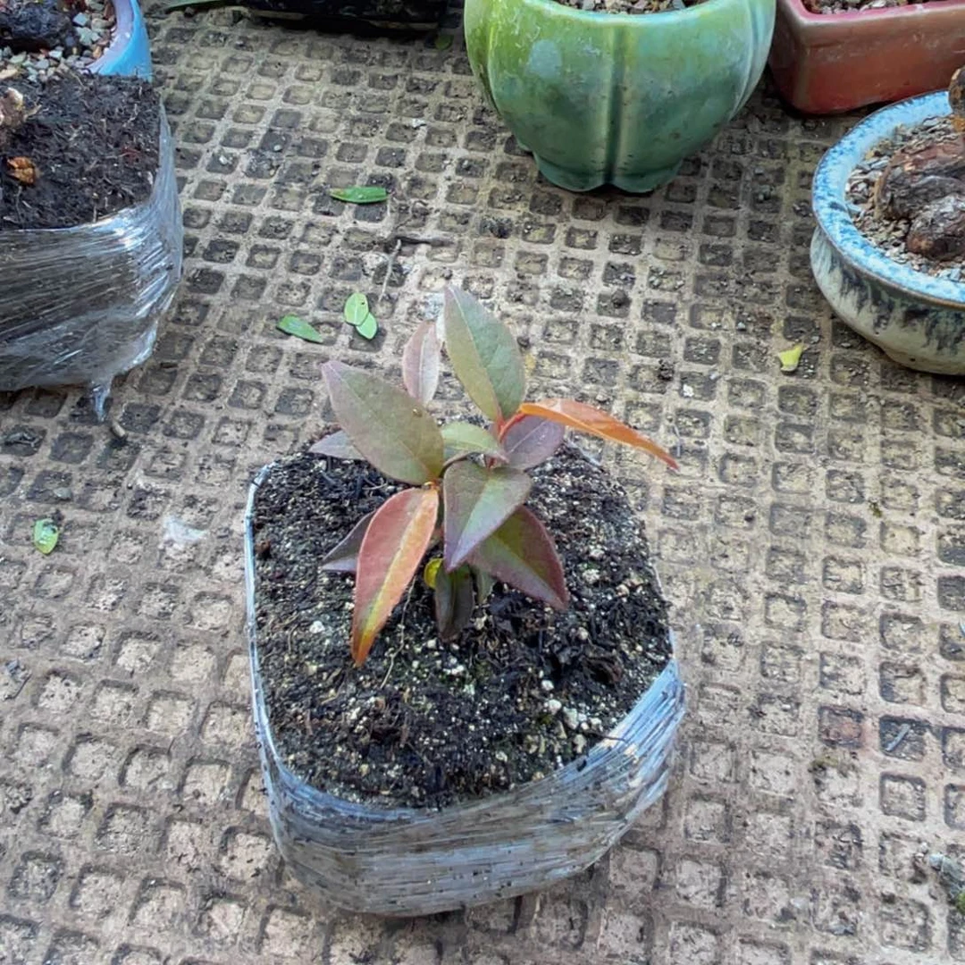 *****当前无花朵，栽培后可花朵