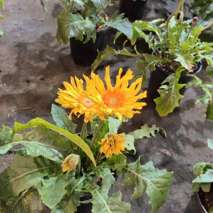 原盆原土一加仑非洲菊亚历山大