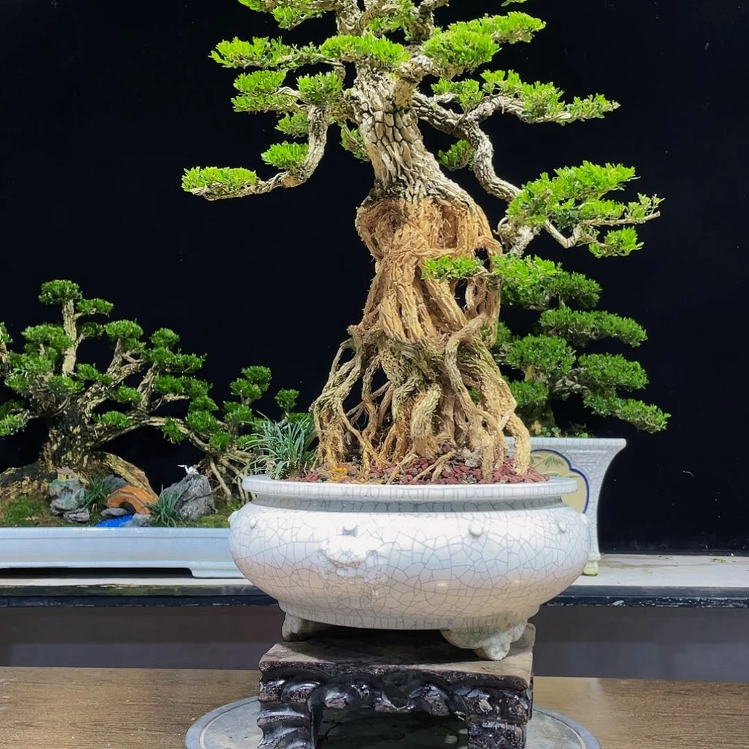 黄杨盆景四季常青