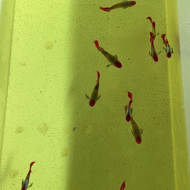 爱***啡孔雀鱼红头白金6公4母