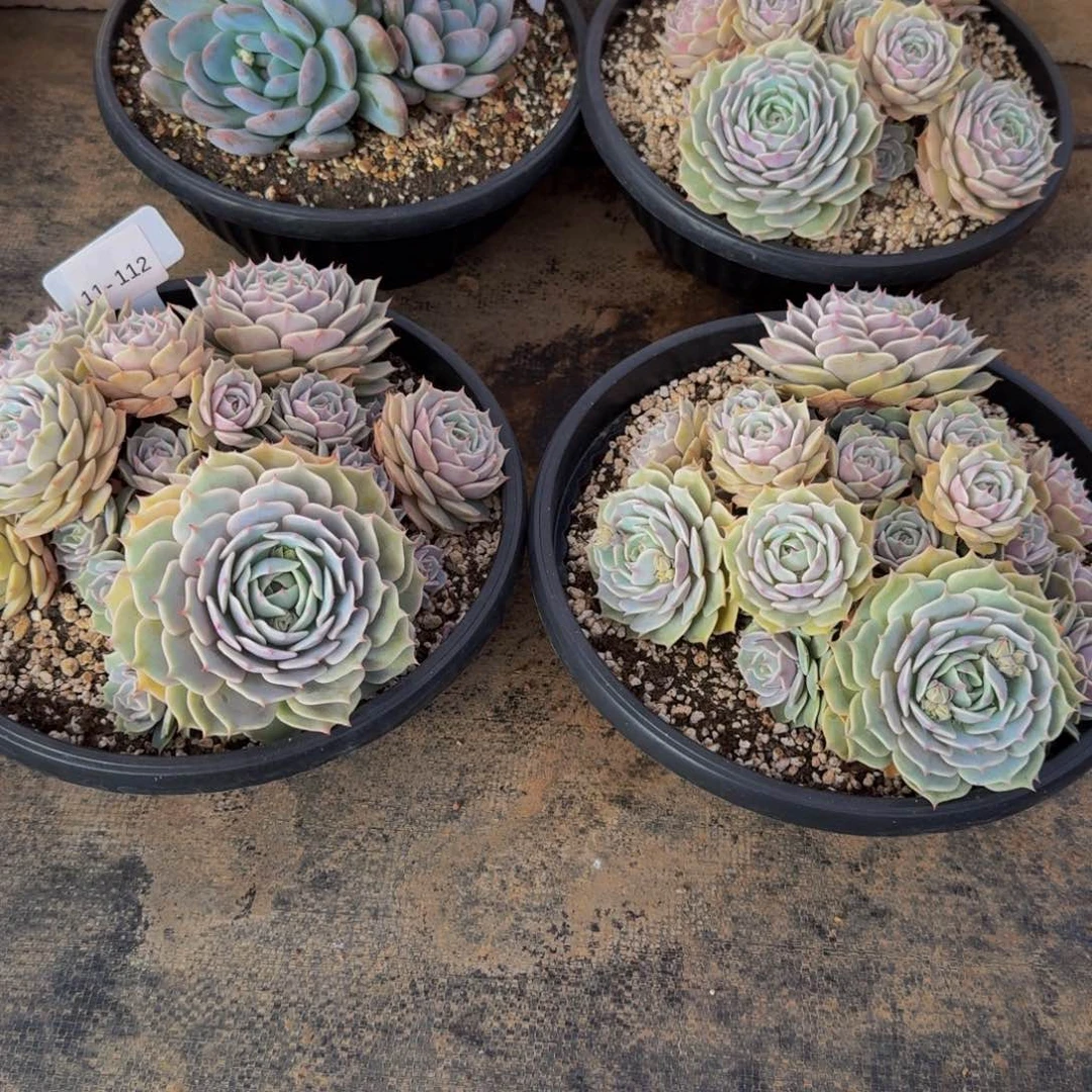 墩****11-112两颗组福利不包损