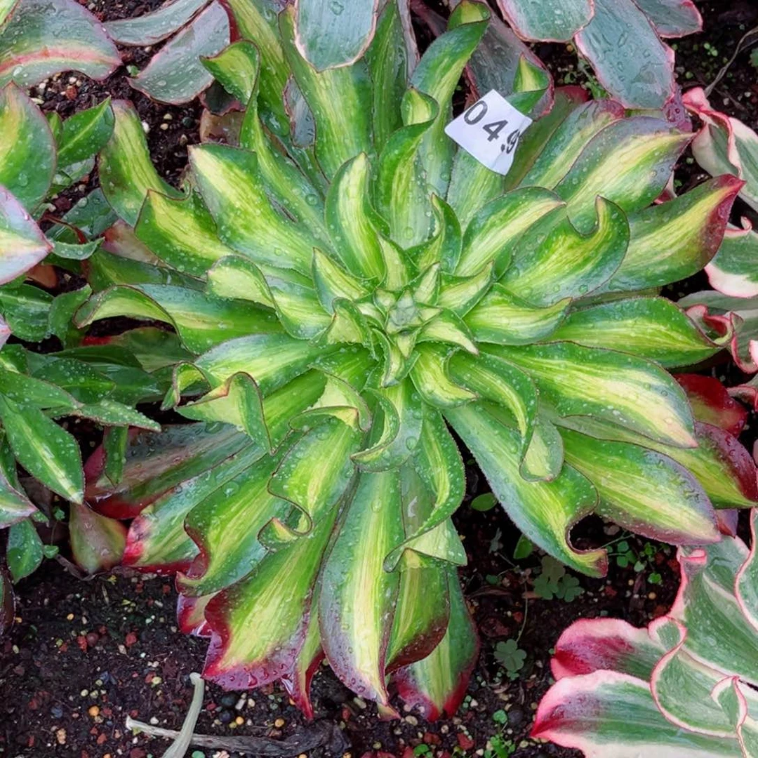 全*魅影七彩中班多肉发货