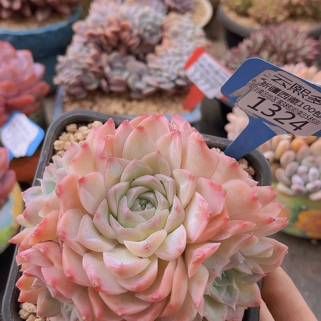 多肉植物 1324牛奶糖