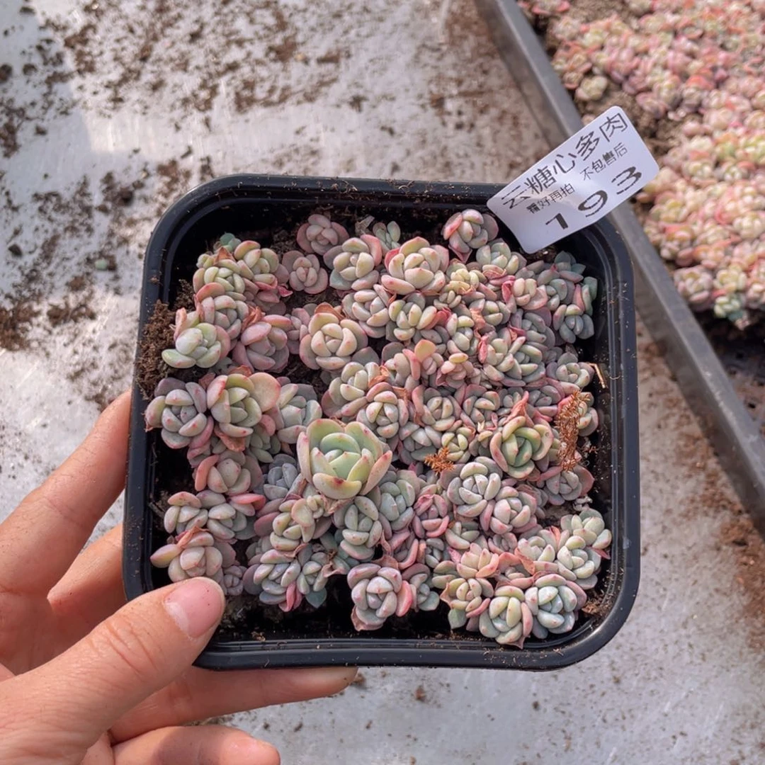 云糖心多肉植物193