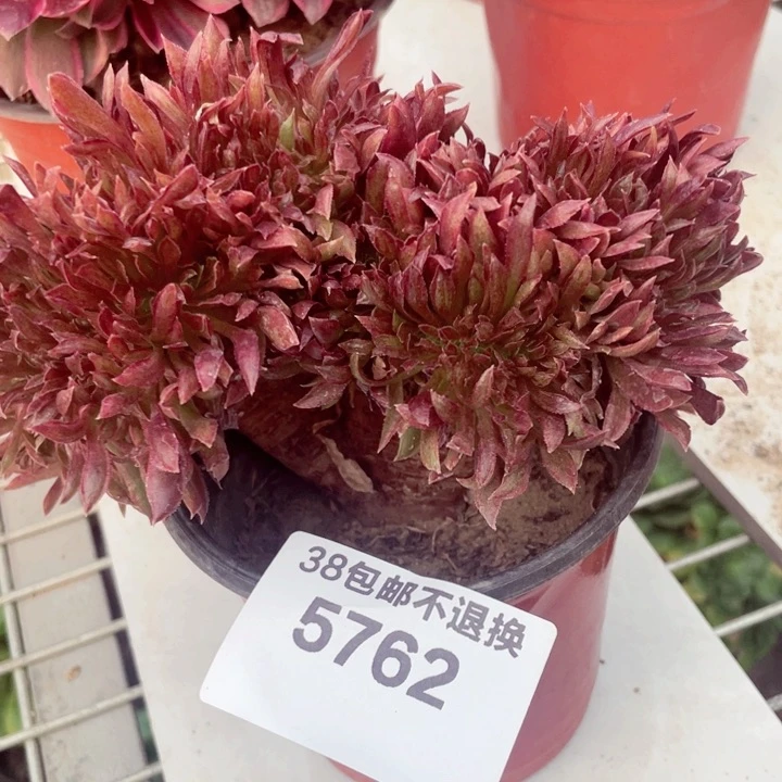 5762，红珊瑚缀不包邮