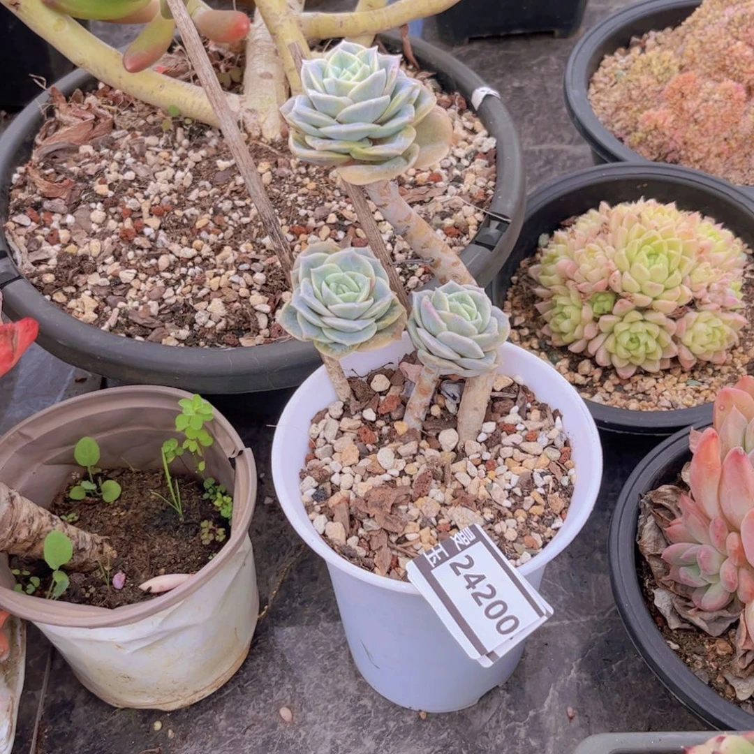 可爱玫瑰多肉植物24200