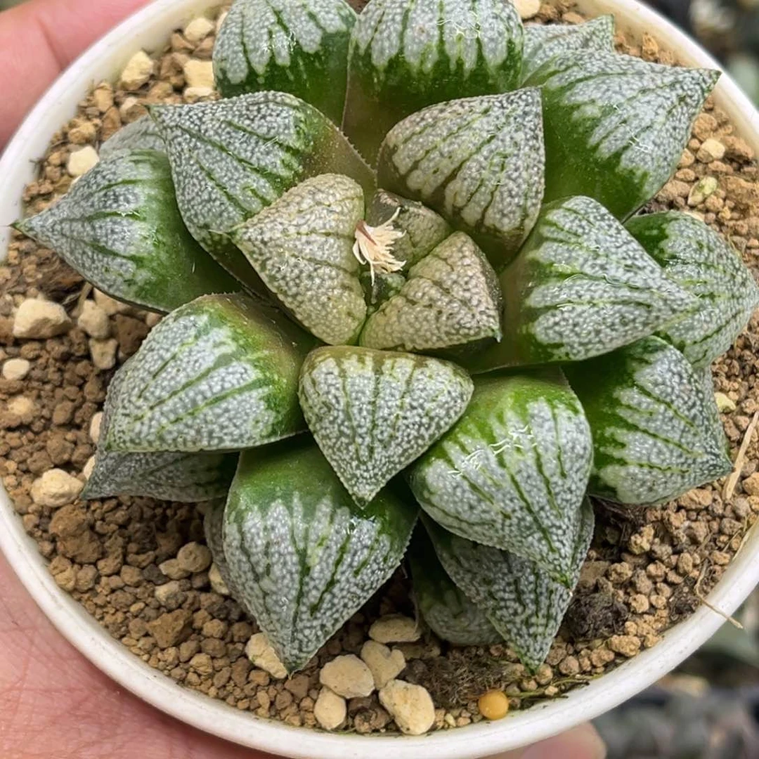 l**** 421白小町发发发发发发