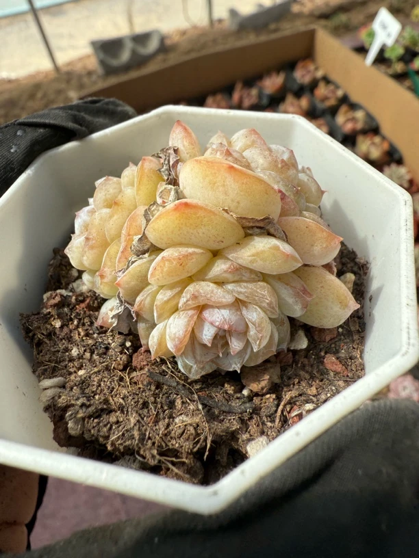 精品方糖多肉植物