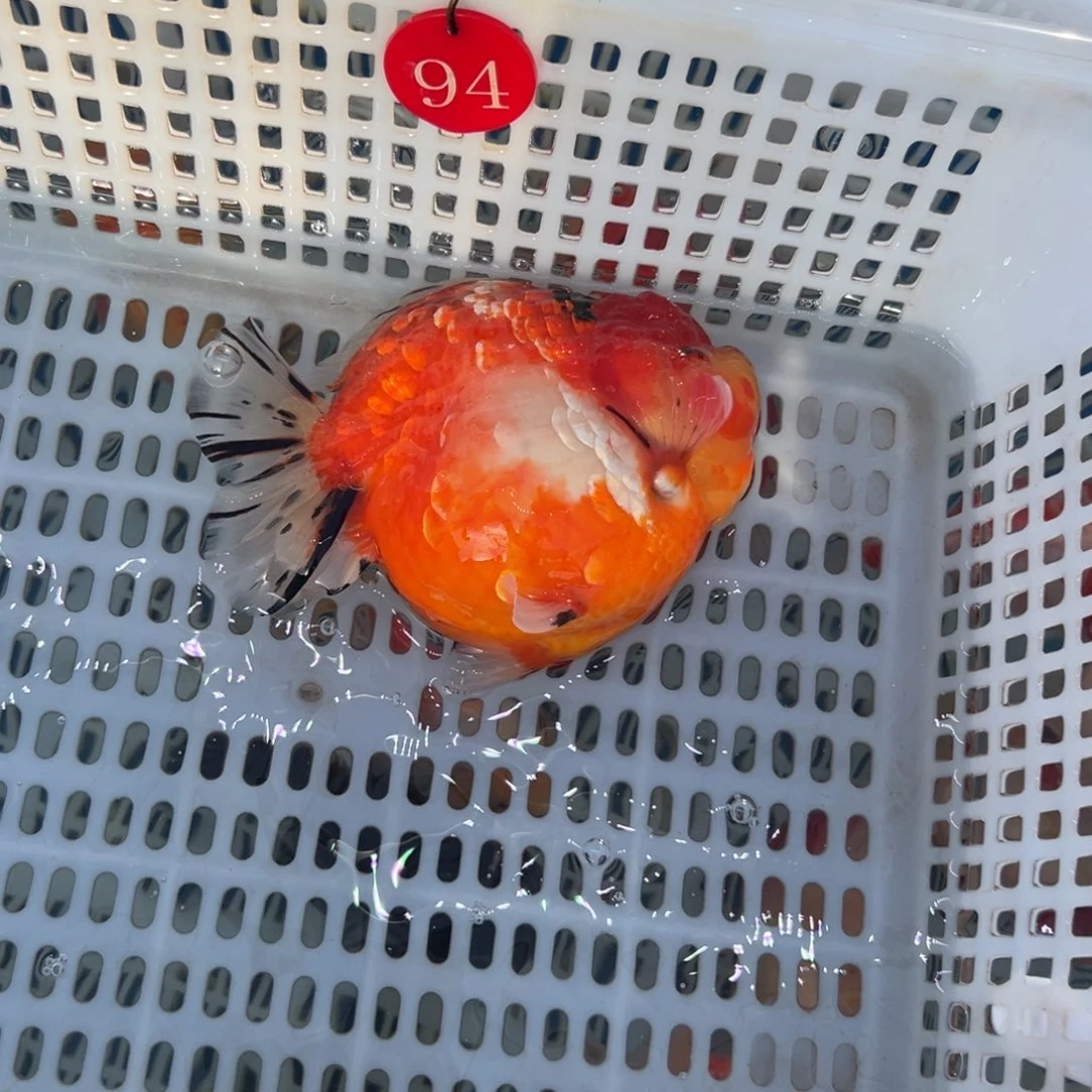 青***水金鱼你好吗我好想你啊我好