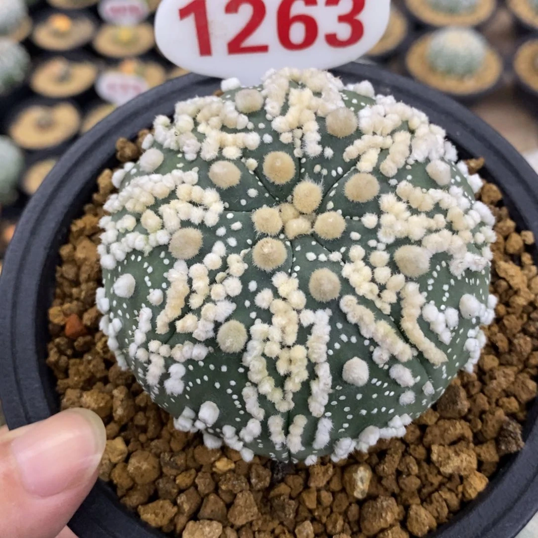 1263花园兜福利多多