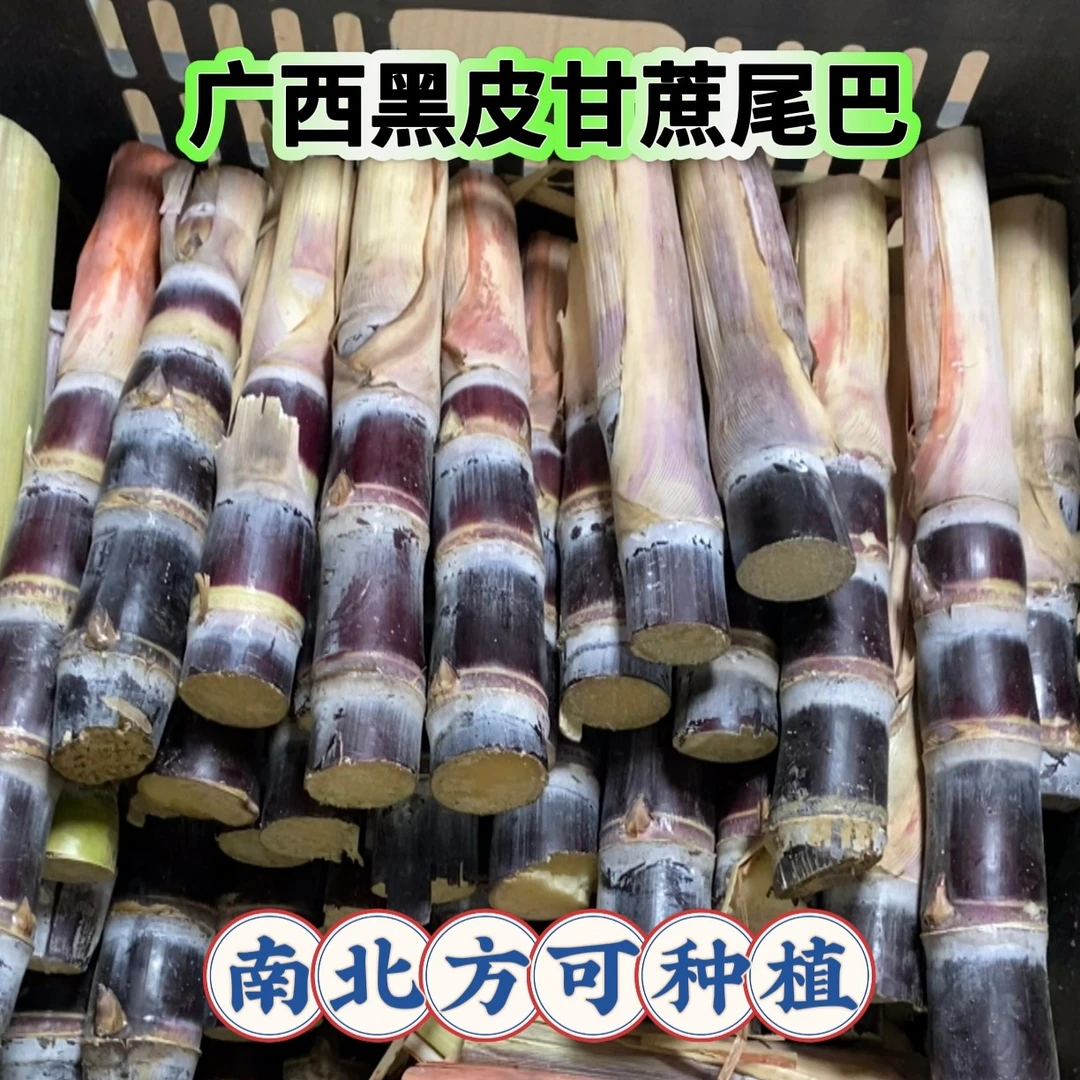 广西黑皮水果甘蔗尾巴种植南北方都可