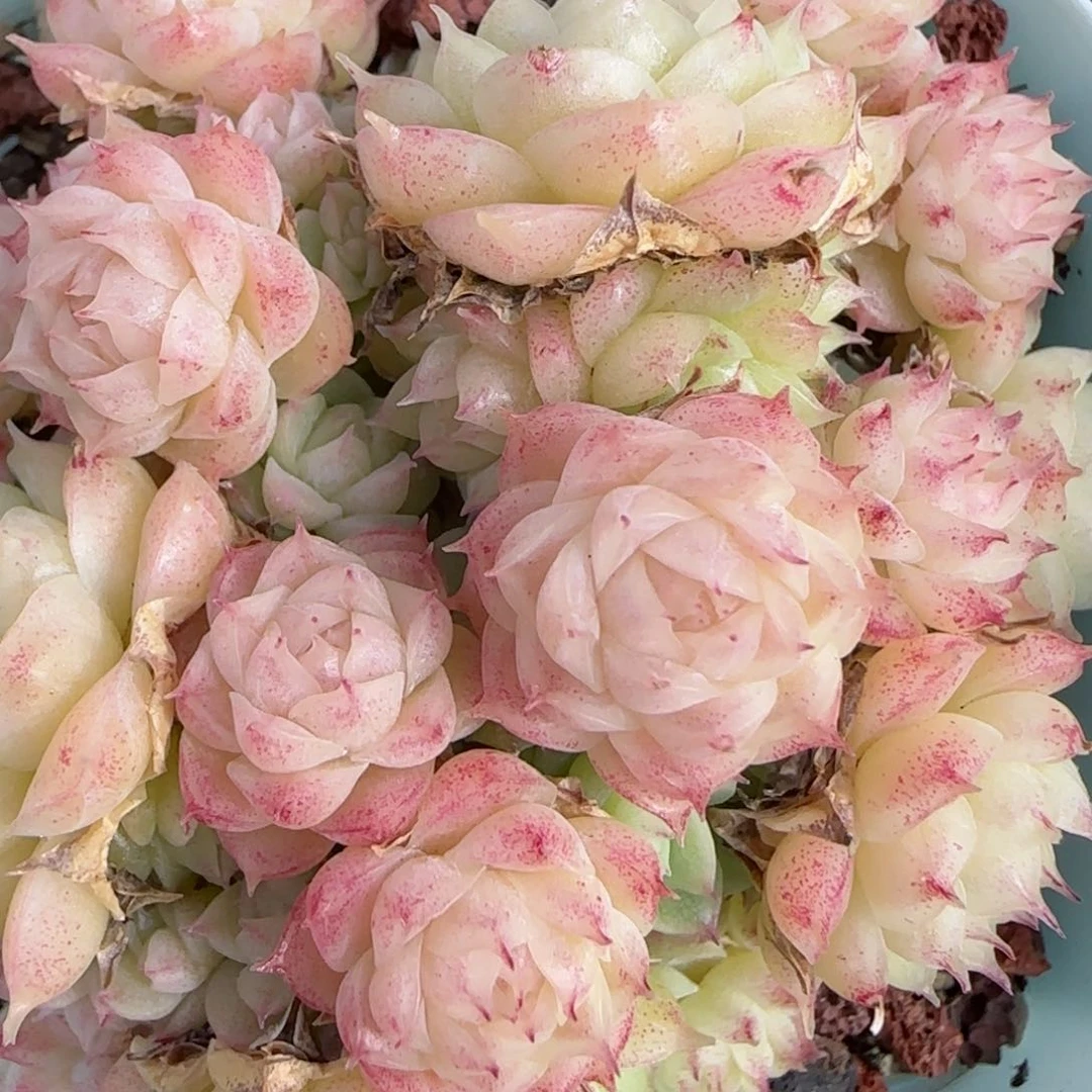 花语逸镜0130-569散