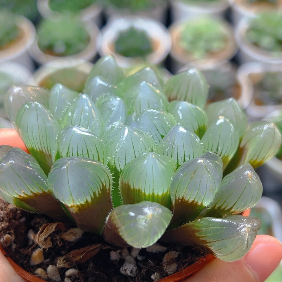 特丸玉露多肉多肉多肉1