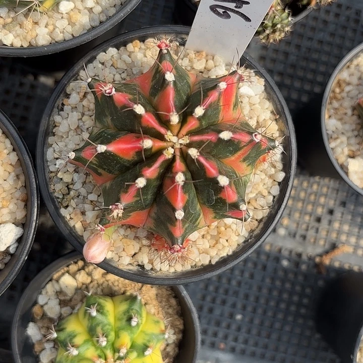 256-0608泰国发货多肉