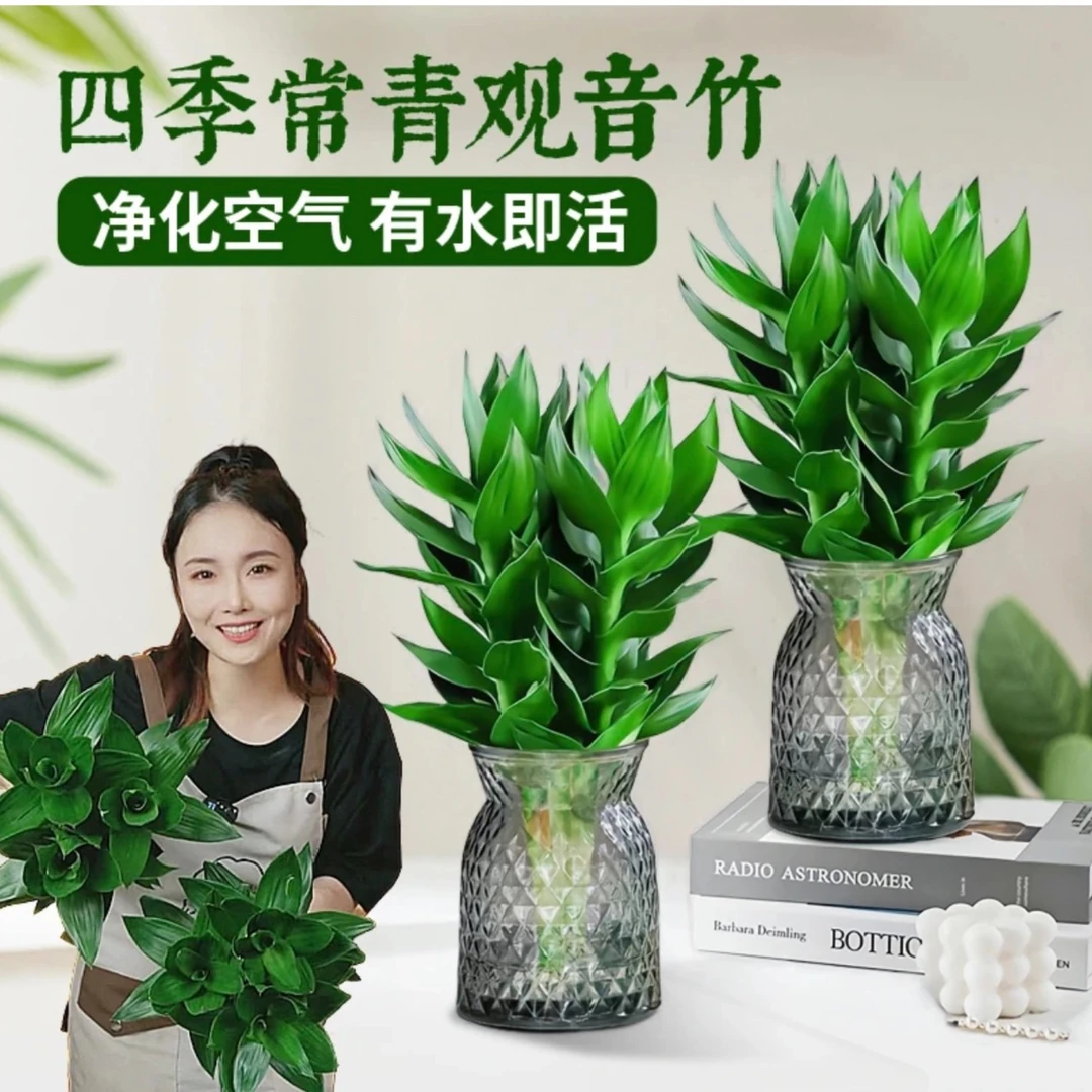 【买一送一】水培观音竹室内四季桌面盆景盆栽植物树脂北欧花瓶