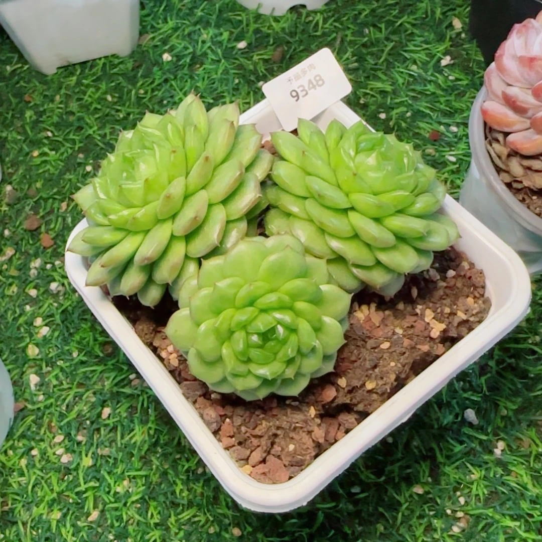 灯泡珍妮，9348多肉植物