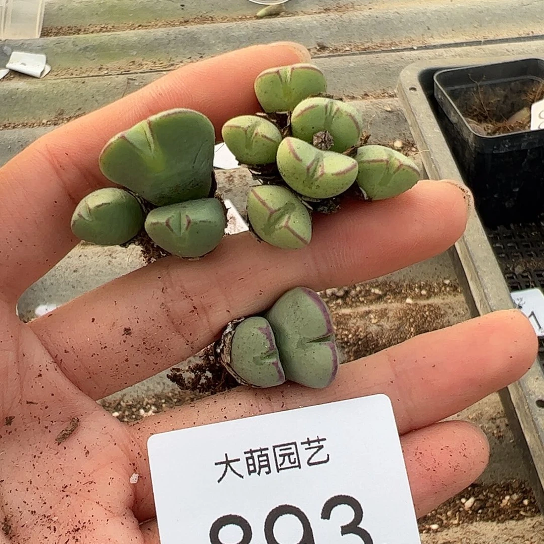 一物一拍。          无售后893