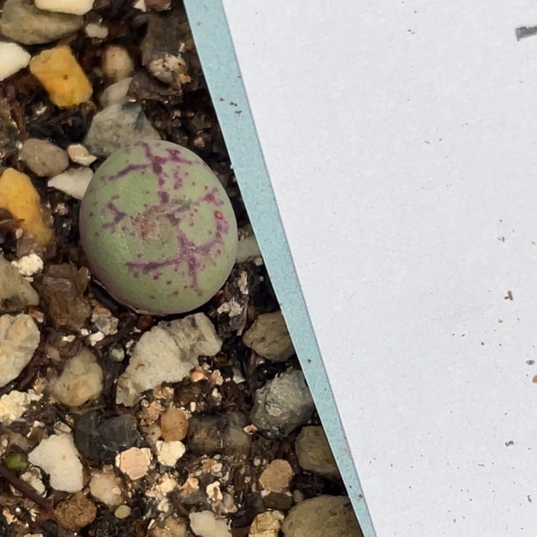 23-113猴多肉植物肉锥