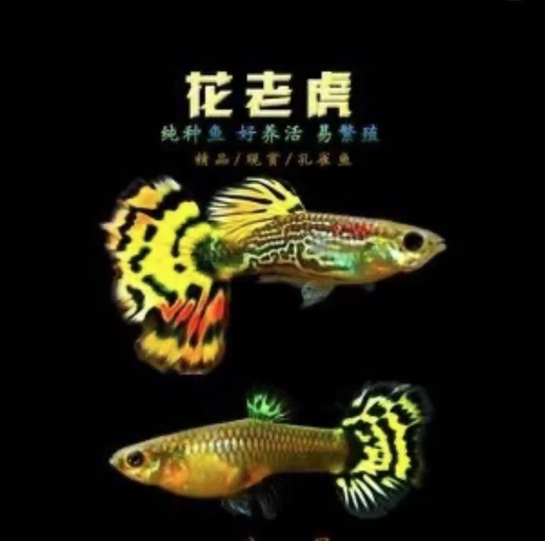 花老虎热带孔雀鱼好养耐活可繁殖适合家庭养殖观赏鱼