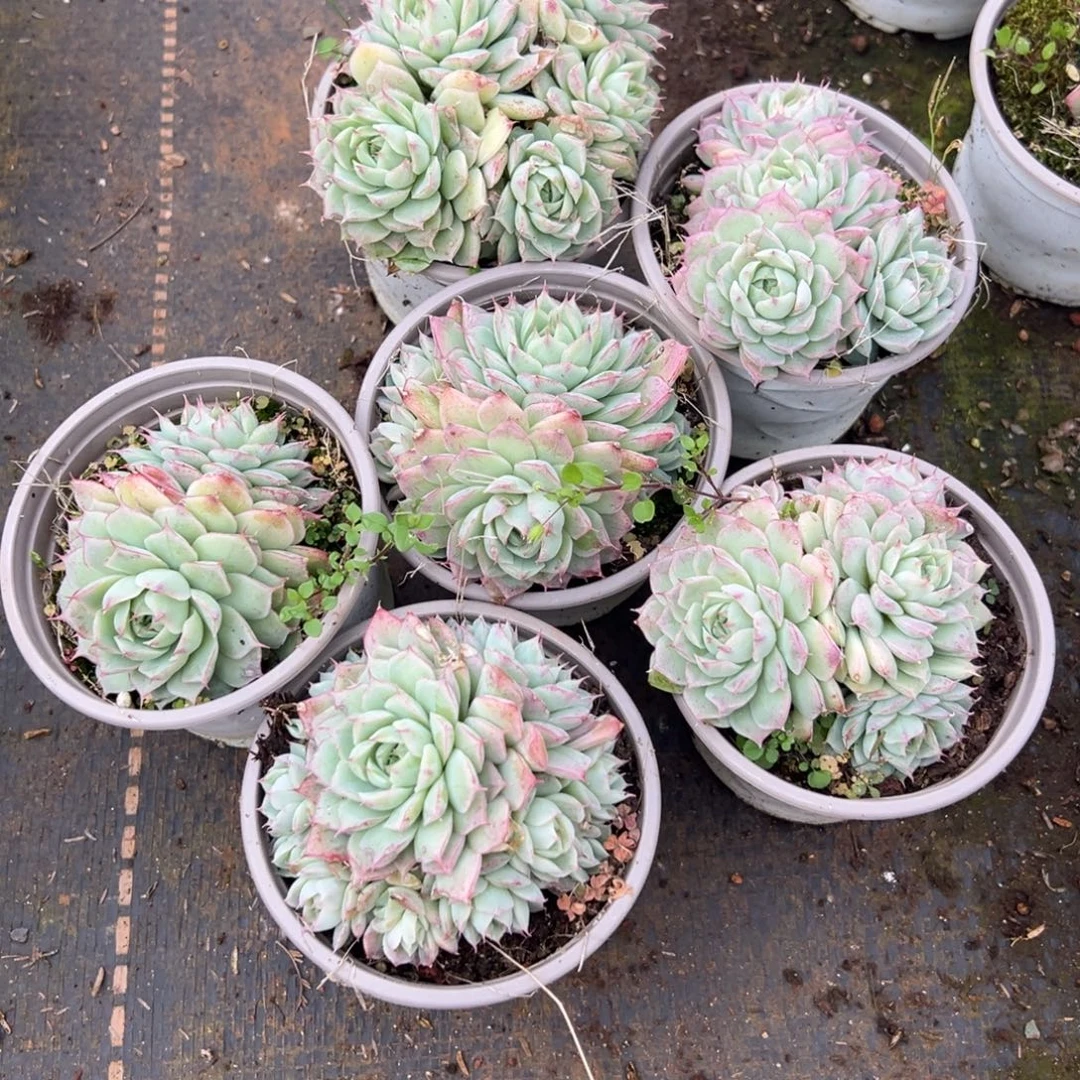 多肉植物红边线理丸六个