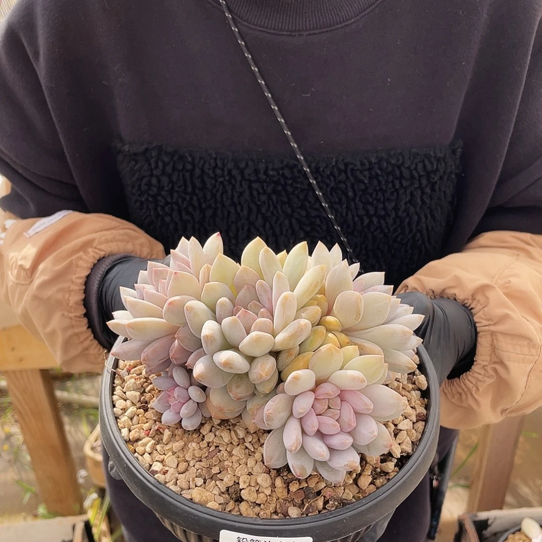 半夏。          24号。