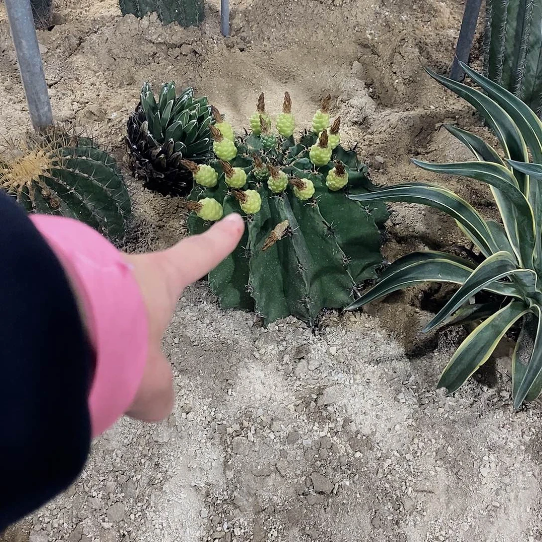 用***23512巨鹫玉一颗11111