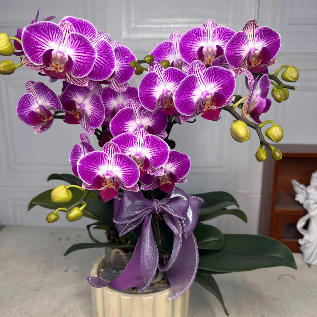 花悦里【富贵鸟】双花剑 年宵花带花发货 广州花卉源头基地