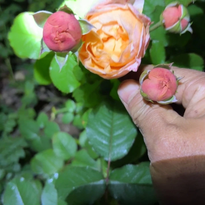 无花朵蜜桃乔治裸根