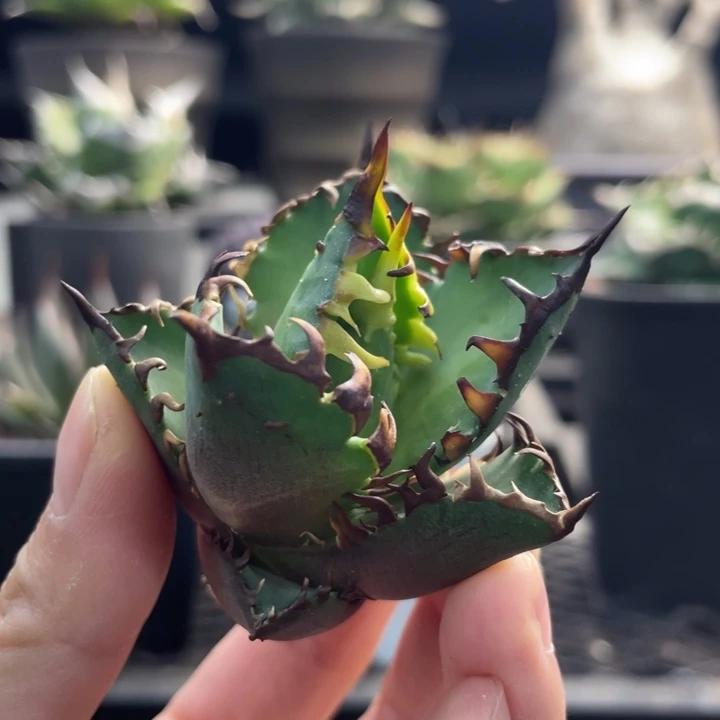 【闪购商品】红猫顶芽