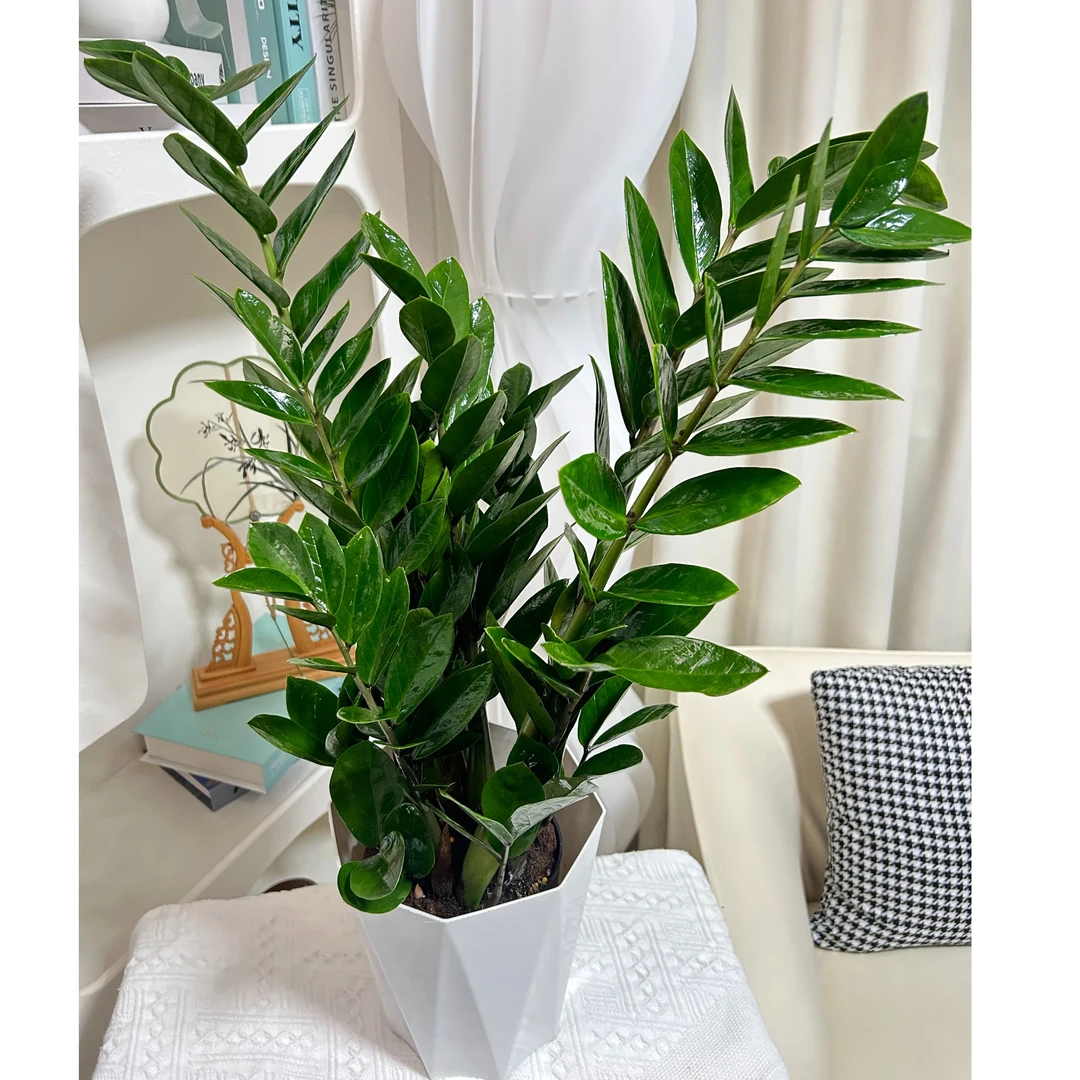 金钱树盆栽绿植室内耐阴耐寒懒人植物钱串子油绿净化招财树好养